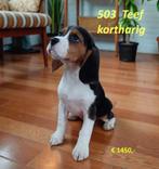 Cavalier King Charles Spaniel . . . . . . outcross, Nederland, Overige rassen, CDV (hondenziekte), 8 tot 15 weken