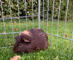Chocolade bruine cavia en blonde gevlekte te koop, Dieren en Toebehoren, Knaagdieren, Cavia, Mannelijk, Januari, Tam