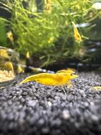 High grade neocaridina garnalen yellow neon fire backline, Kreeft, Krab of Garnaal, Zoetwatervis