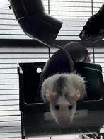 2 hand tamme ratten + hok en spulletjes, Dieren en Toebehoren, Rat, Vrouwelijk, Januari, Tam