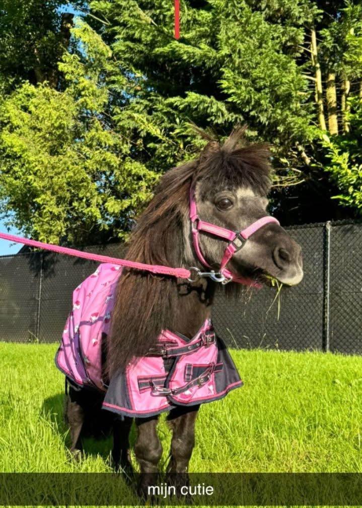 Verzorgster GEZOCHT, Dieren en Toebehoren, Paarden en Pony's | Overige Paardenspullen, Ophalen of Verzenden