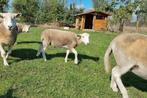 Easy care Dekram te koop van mei dit jaar, Dieren en Toebehoren, Schapen, Geiten en Varkens, Mannelijk, Schaap