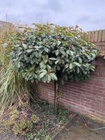 Glansmispel op stam, Photinia Red Robin - Zelf uitgraven, Tuin en Terras, Planten | Bomen, Overige soorten, Lente, 100 tot 250 cm