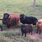 Ouessant ram, Dieren en Toebehoren, Schapen, Geiten en Varkens, Mannelijk, Schaap