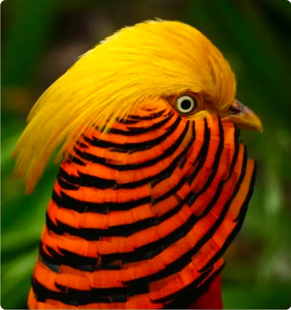 Gele Goudfazant broedeieren, Geslacht onbekend, Kip