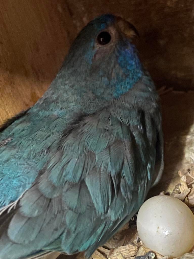 WITBORST pop , SPLENDID. ‘25, Dieren en Toebehoren, Vrouwelijk, Parkiet