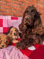 Cockapoo pups .engelse cockerspaniel x dwerg poedel, Parvo, Overige rassen, 8 tot 15 weken, Meerdere