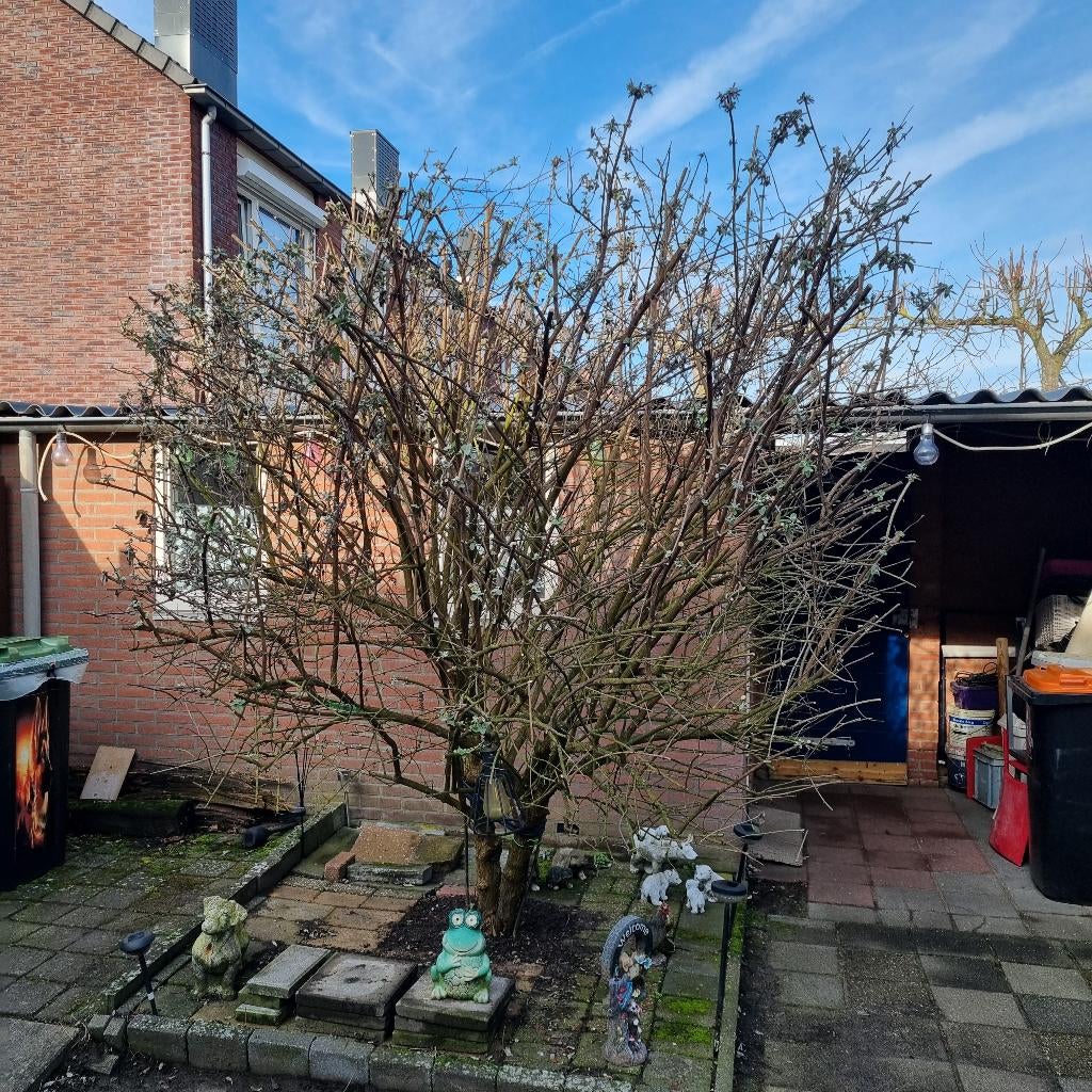 Vlinderboom gratis, Tuin en Terras, Planten | Bomen, Ophalen, Volle zon, Overige soorten, 250 tot 400 cm