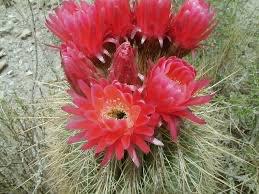 Cactus Helianthocereus poco (Echinopsis tarijensis) 30cm pot, Huis en Inrichting, Kamerplanten, Ophalen of Verzenden, Minder dan 100 cm