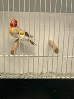 Major putter isabel witkop man, Dieren en Toebehoren, Mannelijk, Bastaard