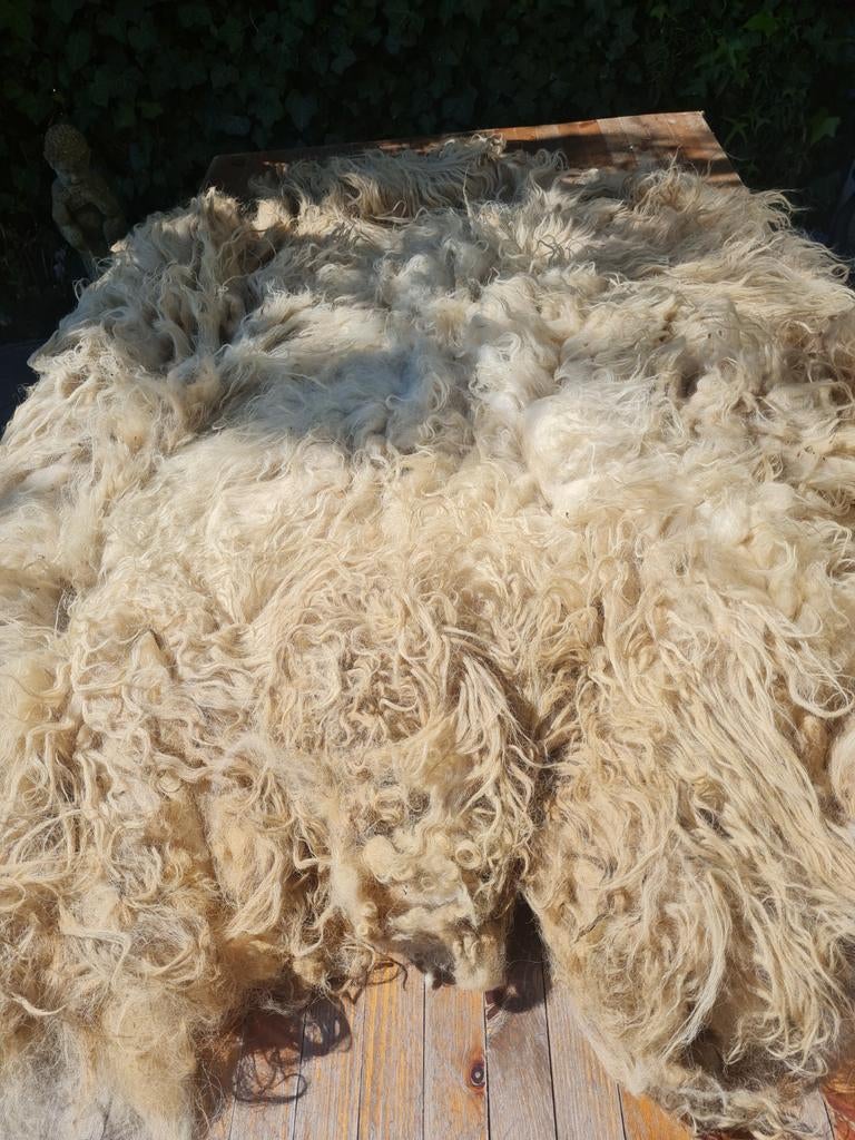 Prachtige grote schapenvacht met lange lokken, schapenwol, Hobby en Vrije tijd, Ophalen of Verzenden, Spinwol
