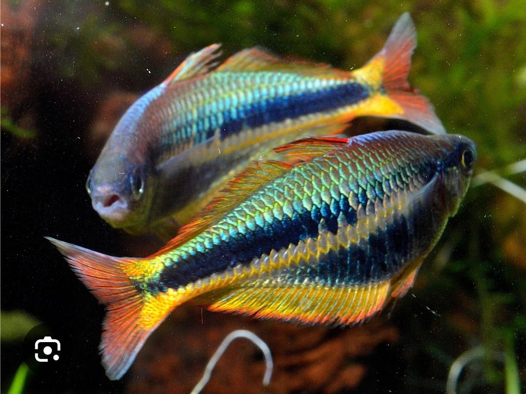 Nieuw !Chilatherina alleni Wapoga, Dieren en Toebehoren, Vis, Zoetwatervis, Schoolvis