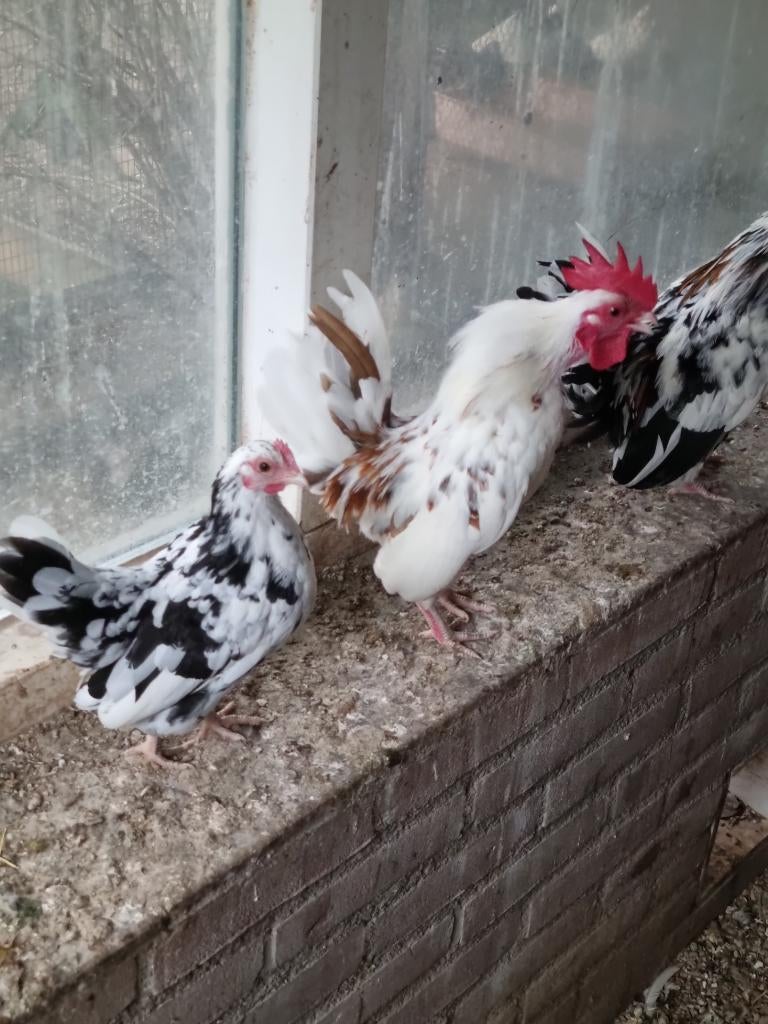 serama's, Dieren en Toebehoren, Pluimvee, Meerdere dieren, Kip