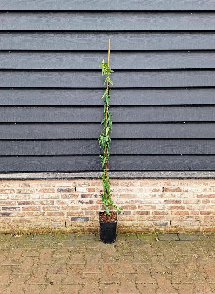 Lonicera henryi🍀🏵  groenblijvende kamperfoelie, Tuin en Terras, Ophalen, Overige soorten, 100 tot 250 cm