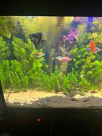 Juwel rio 350 compleet, Ophalen, Zo goed als nieuw, Gevuld zoetwateraquarium