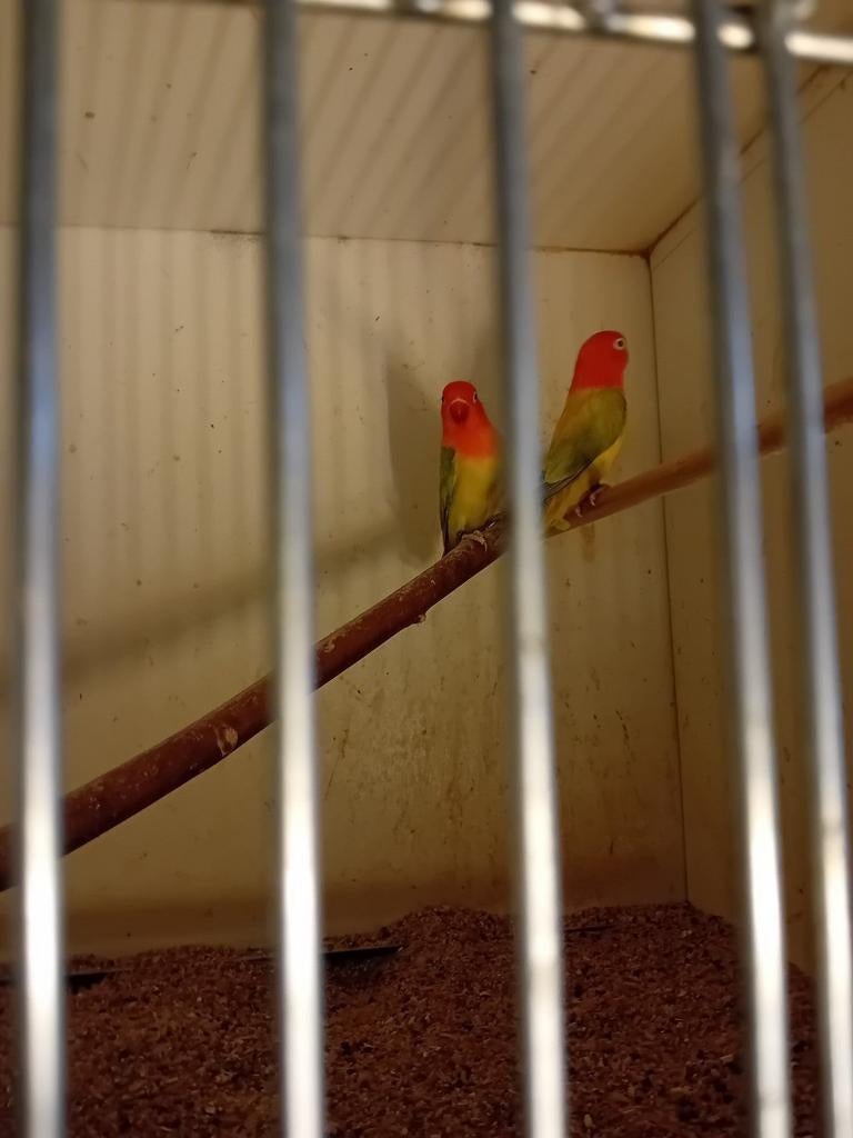 Fischeri dilutte opaline broedrijp, Meerdere dieren, Dwergpapegaai of Agapornis