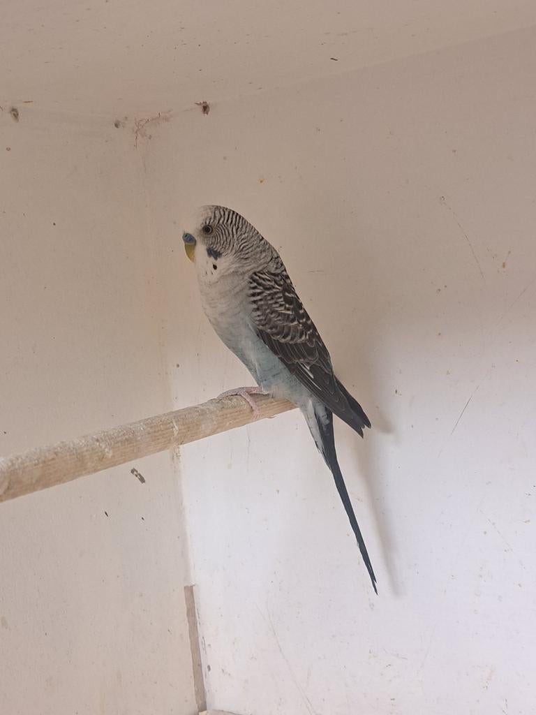 Bw/bf grijs, Dieren en Toebehoren, Vogels | Parkieten en Papegaaien, Mannelijk, Parkiet, Geringd