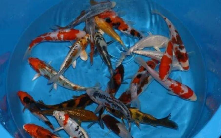 HQ Import koi 15 / 18 cm bij Koidream in Valburg, Karper of Koi