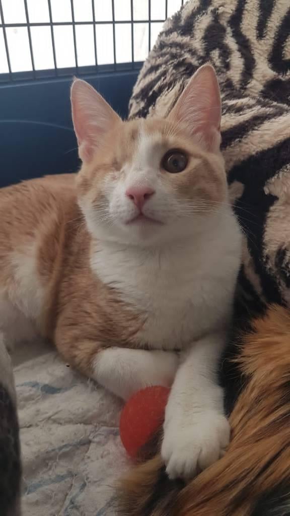 Cat for adoption: SANDY, Poes, Kortharig, 0 tot 2 jaar