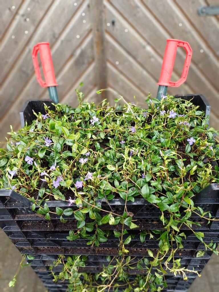 Goedkope maagdenpalm Vinca minor bodembedekker, Ophalen of Verzenden, Bodembedekkers, Halfschaduw