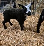 Bonte ooi, Dieren en Toebehoren, Vrouwelijk, Schaap, 0 tot 2 jaar