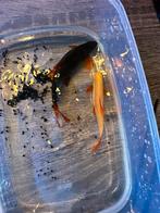 Vuurstaartlabeo, Overige soorten