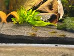 Corydoras red laser babys, Vis