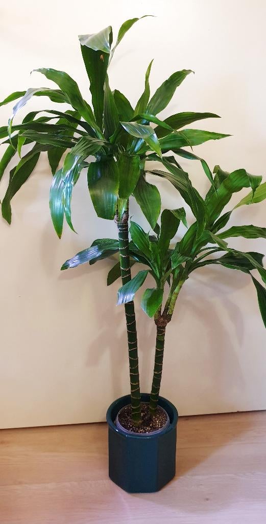 Palm kamerplantje, plant voor binnen, Huis en Inrichting, Kamerplanten, Palm, In pot, Minder dan 100 cm, Groene kamerplant