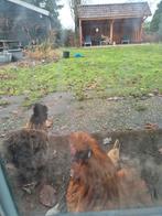 USA zijdehoender broedeieren, Dieren en Toebehoren, Pluimvee, Geslacht onbekend, Kip