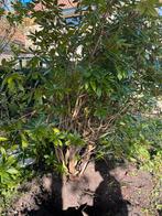 Rhododendron, Tuin en Terras, Planten | Bomen, Ophalen of Verzenden, Lente, Halfschaduw, Overige soorten