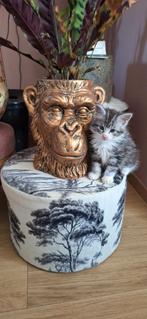 *** Maine coon katertjes *** silvertabby/ red silvertabby, Kater, Met stamboom