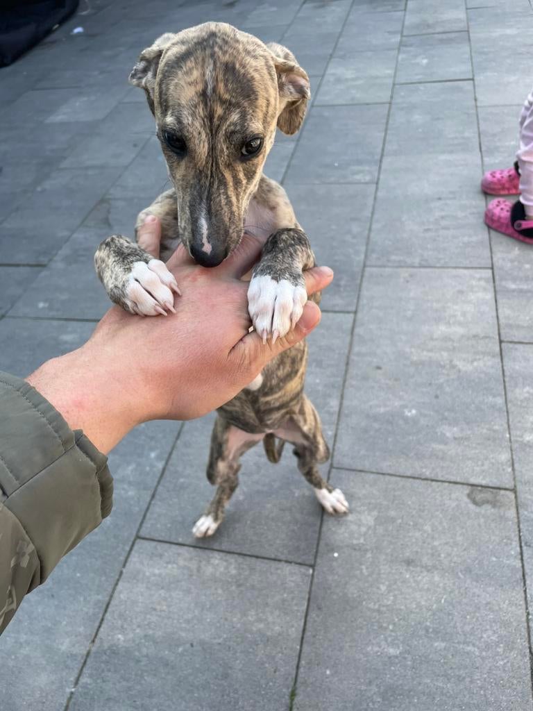 Whippet pups /windhond 2 teefjes, Whippet, 8 tot 15 weken, Teef, Meerdere