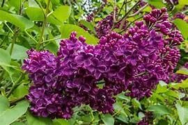 Mooie jonge sering - Syringa vulgaris - paars, Vaste plant, Halfschaduw, Lente, Ophalen