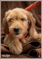 Labradoodle F4 medium pups, Dieren en Toebehoren, Honden | Retrievers, Spaniëls en Waterhonden, Nederland, Parvo, Overige rassen