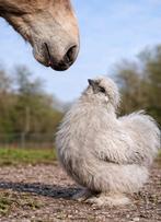 Zijdehoenkriel hanen van de boerderij, Dieren en Toebehoren, Mannelijk, Kip