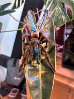 Caribena Versicolor man, Dieren en Toebehoren, Spin of Schorpioen