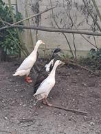 Broed eieren raszuivere Indische loopeenden, Dieren en Toebehoren, Geslacht onbekend, Eend