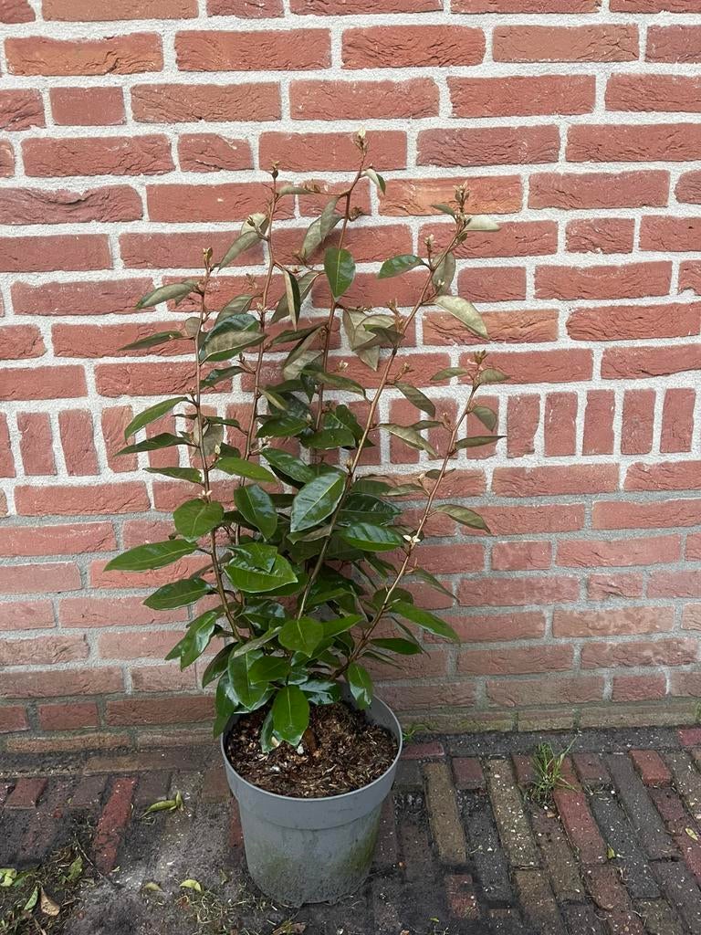Elaeagnus ebbingei. Olijfwilg, Tuin en Terras, Planten | Struiken en Hagen, Ophalen of Verzenden, Overige soorten, 100 tot 250 cm