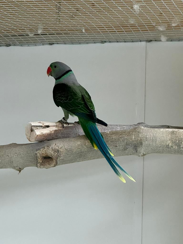 Koppel malabar parkieten, Meerdere dieren, Parkiet, Geringd