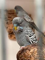 Grasparkiet Blackface split blackwing, Dieren en Toebehoren, Vogels | Parkieten en Papegaaien, Mannelijk, Parkiet, Geringd