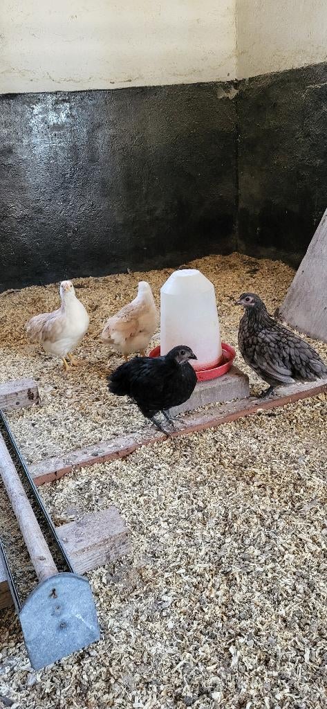 Australorp en Wyandotte kriel jonge hennen, Dieren en Toebehoren, Pluimvee, Vrouwelijk, Kip