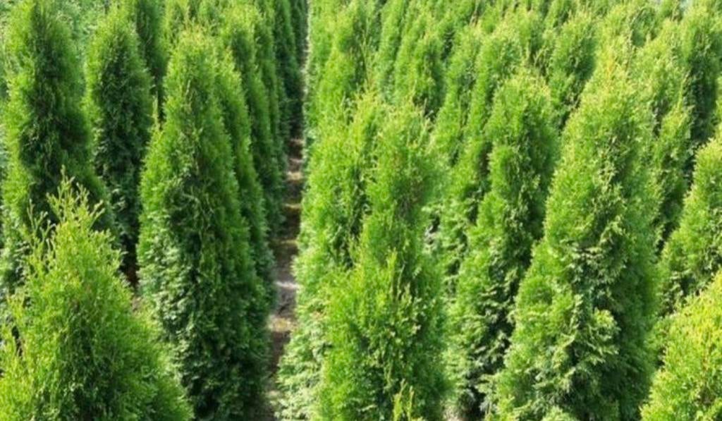 75 coniferen 150cm, Tuin en Terras, Planten | Bomen, Bloeit niet, Halfschaduw, 100 tot 250 cm, Overige soorten