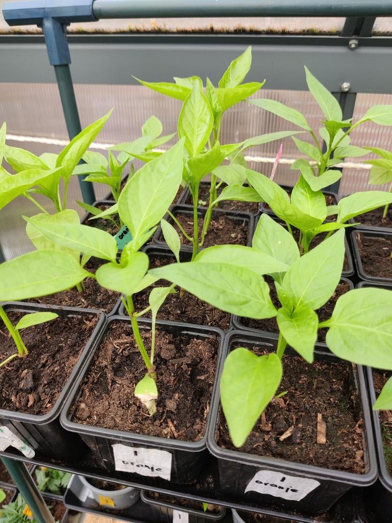 Paprika oranje, Ophalen, Eenjarig, Groenteplanten, Volle zon