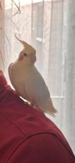 2 valkparkieten koppel man en vrouw / valkparkiet, Dieren en Toebehoren, Meerdere dieren, Kleurkanarie