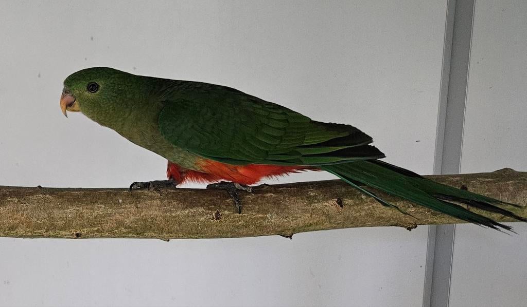 1-1 Koningsparkiet, Dieren en Toebehoren, Meerdere dieren, Parkiet, Geringd