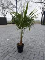 Palmboom +-110cm, Tuin en Terras, Planten | Tuinplanten, Volle zon, Vaste plant, Bloeit niet, Ophalen