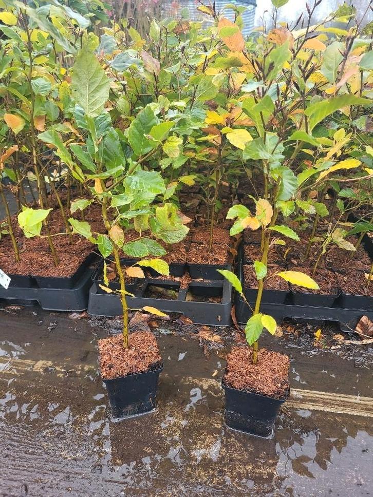 HAAG BEUKENHAAG Fagus sylvatica P9 kluit vanaf € 1,50 Beuken, Tuin en Terras, Planten | Tuinplanten, Vaste plant, Overige soorten