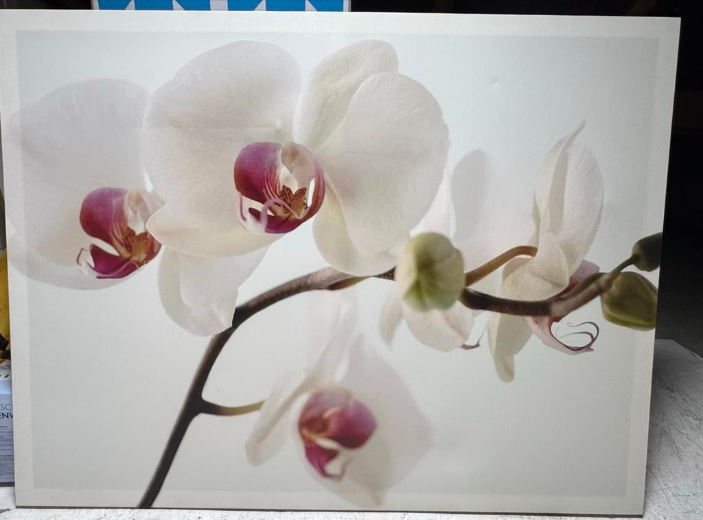 Schilderij met orchideeën, 120/90, Gebruikt, Ophalen of Verzenden, Schilderij, 100 tot 125 cm