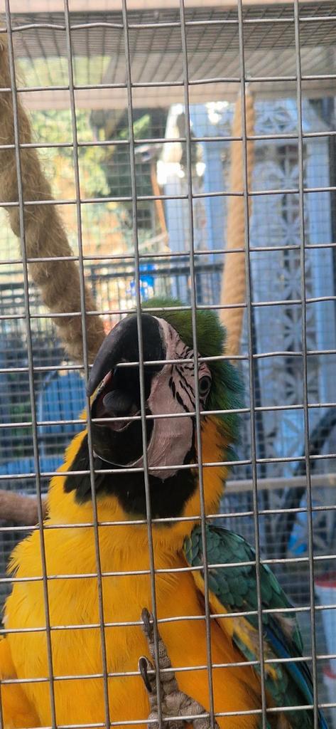 Koppel ara arauna 's, Dieren en Toebehoren, Vogels | Parkieten en Papegaaien, Papegaai, Meerdere dieren, Tam, Geringd