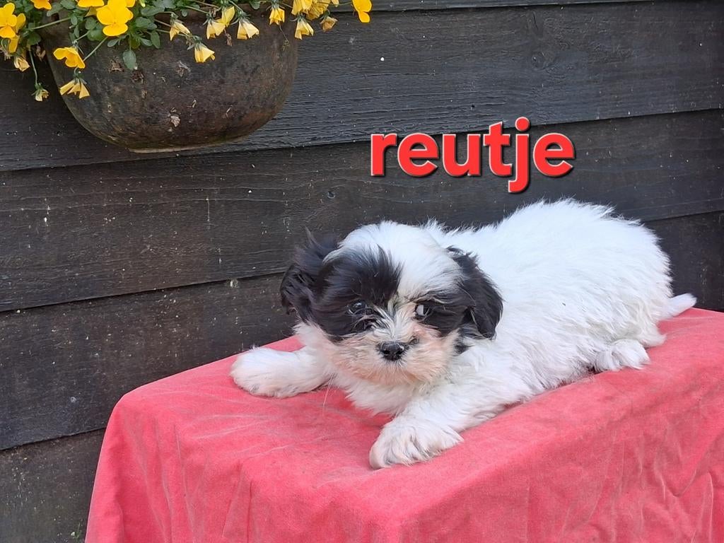 Te koop mooie speelse  kleinblijvende boomer pups, Parvo, Overige rassen, 8 tot 15 weken, Meerdere